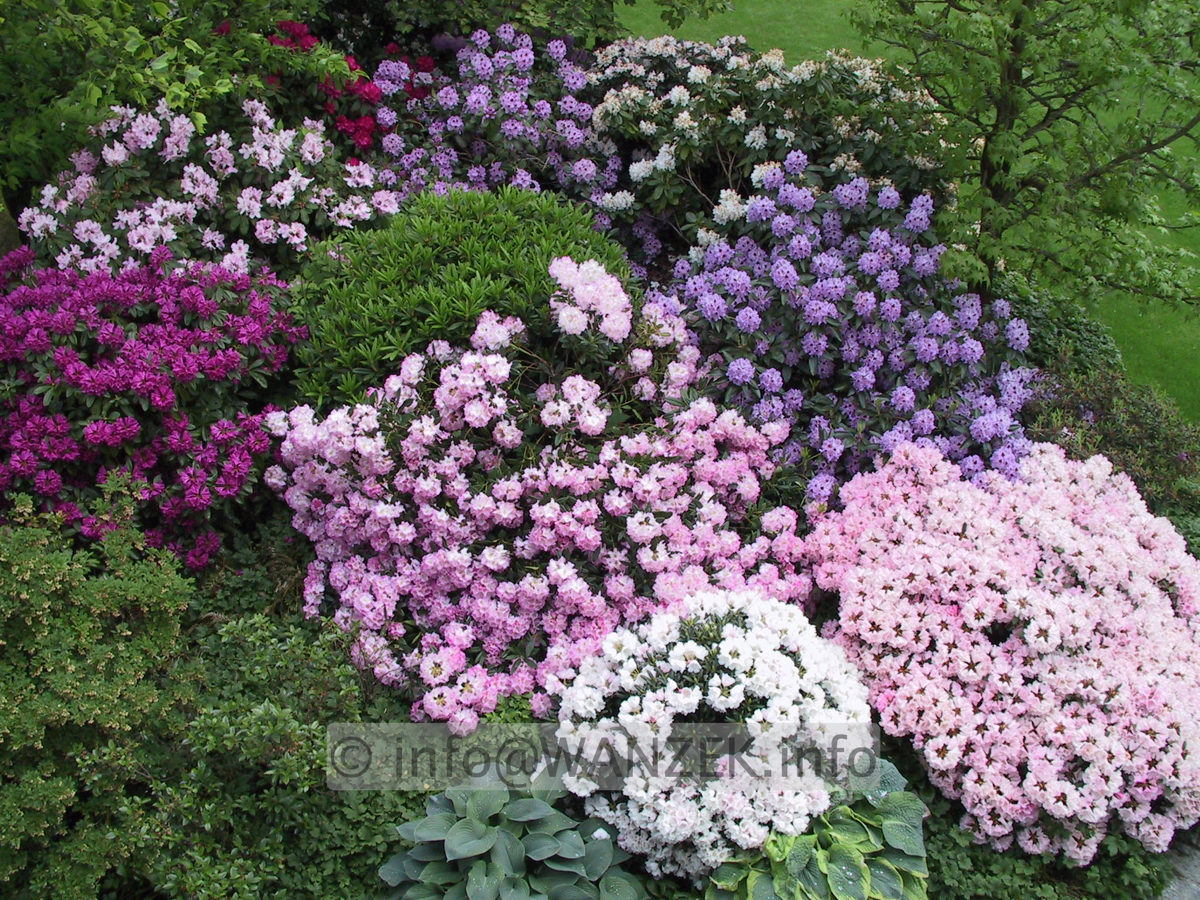 Rhododendron Hybriden in Sorten 05.JPG